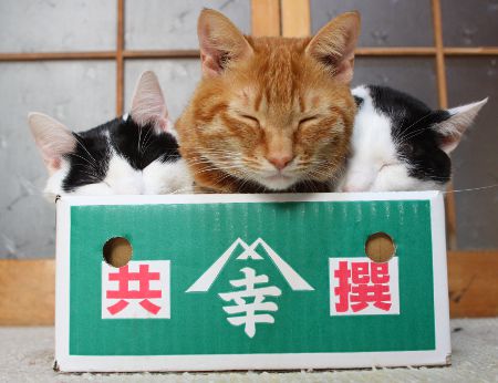 Три кота в коробке