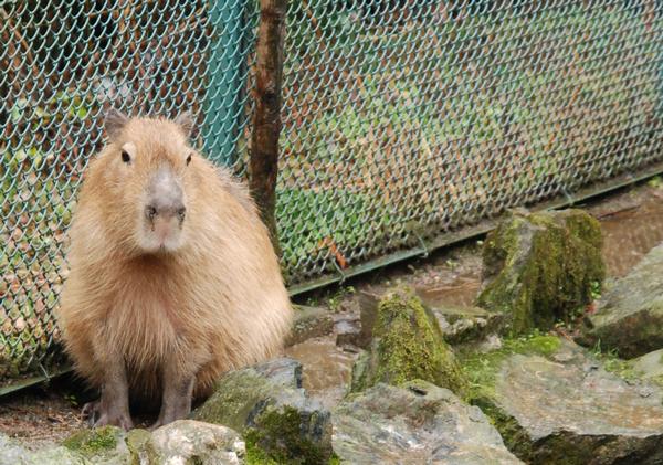 カピバラカメラ Capybara Camera ファーとソラ、東京都の各地へ
