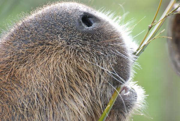 カピバラカメラ capybara camera <b>市原ぞうの国</b>に行ってきました！