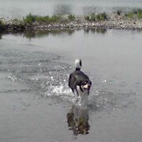 水中を走るジェイ