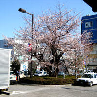 仙川駅前桜開花0326