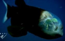 深海魚　サイバー　新種　発見　透明　スケスケ