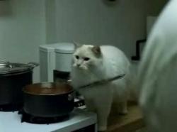 猫　料理　勘違い　海外