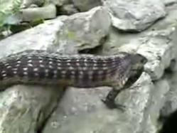 カエル　蛇　飲む　ドリンク　池　ペット