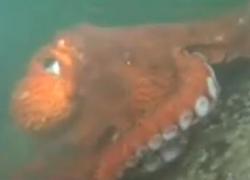 巨大　たこ　海　魚　異常