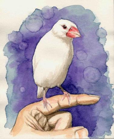 初めての鳥･白文鳥を描く：F0