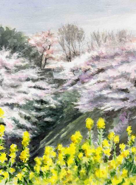 九段下の桜と菜の花 F6 風景画の部屋
