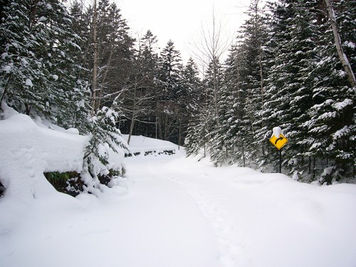 雪の積もった林道