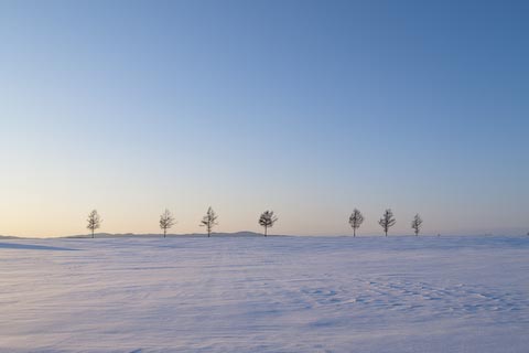 冬の木々3