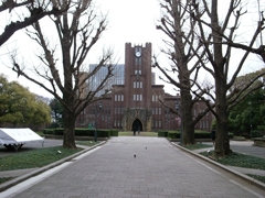 東京大学の安田講堂への並木道