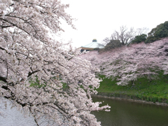九段下の昭和館付近の桜。奥には武道館が見える