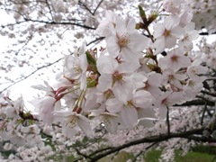 九段下の昭和館付近の桜
