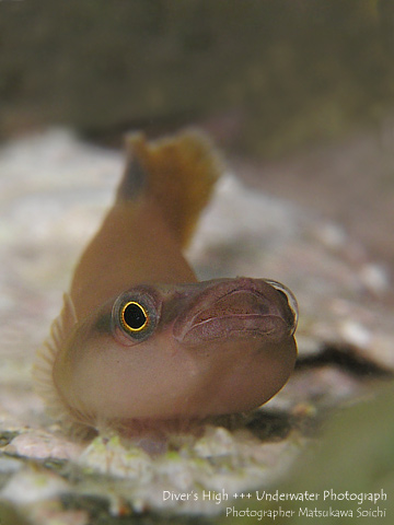 Lepadichthys frenatus