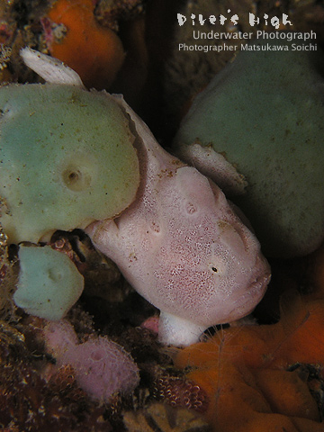 オオモンイザリウオの幼魚