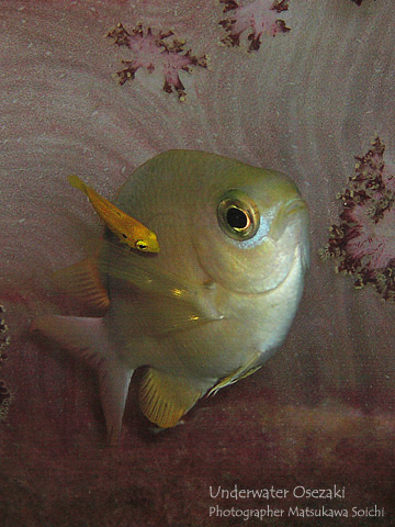 コガネスズメダイをクリーニングするフタホシキツネベラの幼魚