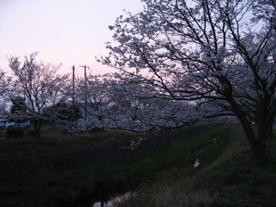 2010年桜