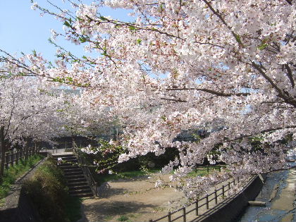 桜　20090409 031