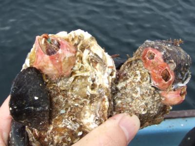 刺身と牡蛎3