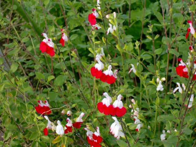 今日のお花 サルビア ミクロフィラ チェリー セージ ホットリップス