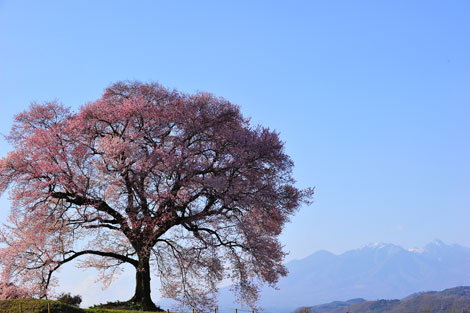 八ヶ岳と桜