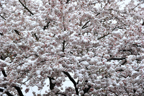 雪桜４