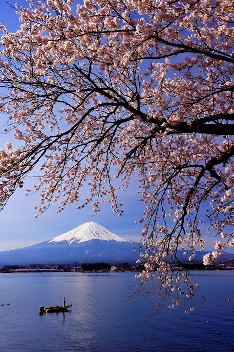 桜と河口湖