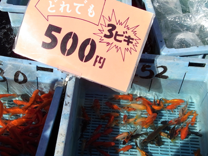 さいたま養魚魚まつり (57)