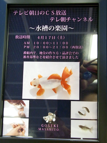 観賞魚フェア (278)