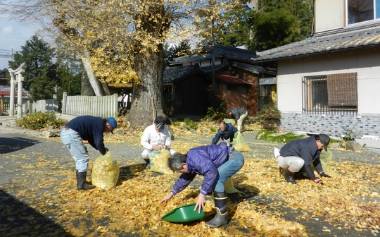 惣社神社の銀杏の落ち葉を大掃除