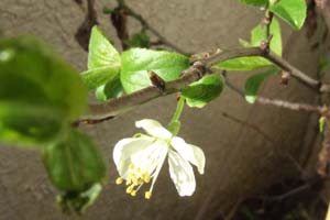 のんびり 家庭菜園 3年目にして プルーンの開花が 10年4月10日