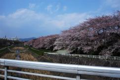 近くの河原の8分咲きの桜並木
