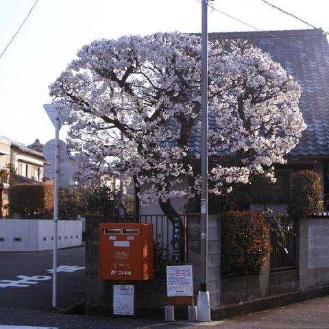 近所の桜#3