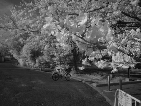万博公園の桜#5