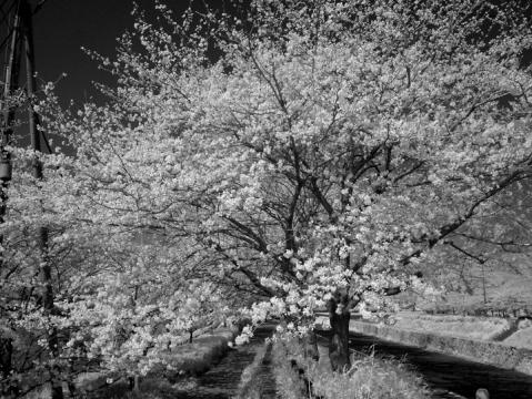 水無瀬川の桜#4