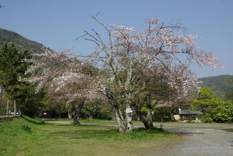 嵐山の桜#3
