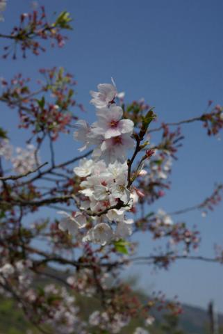 嵐山の桜#2