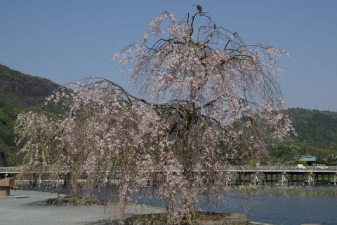 嵐山の桜#6