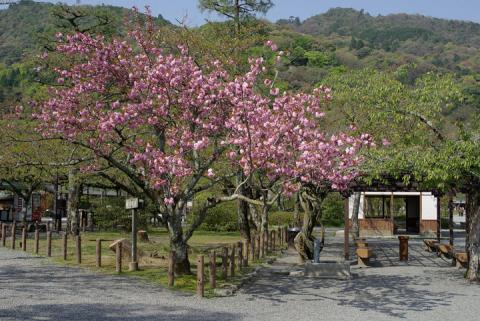 嵐山の桜#5