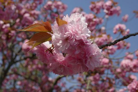 嵐山の桜#4