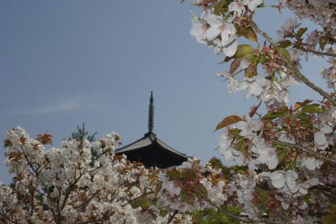 御室桜#4