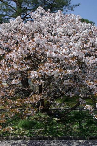 仁和寺の桜#2