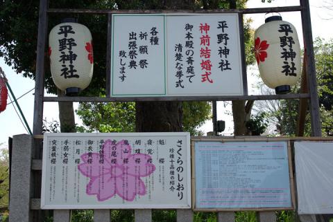 平野神社の桜#2