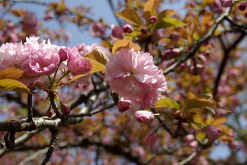 平野神社の桜#3