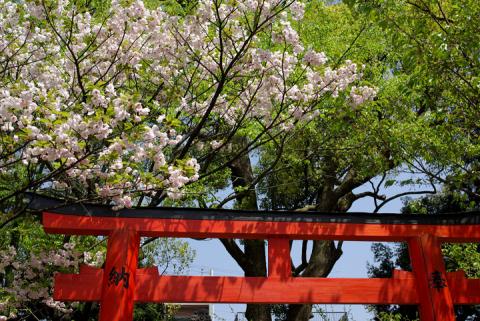 平野神社の桜#4