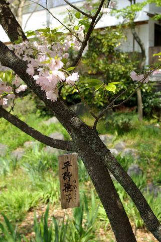 平野神社の桜#5