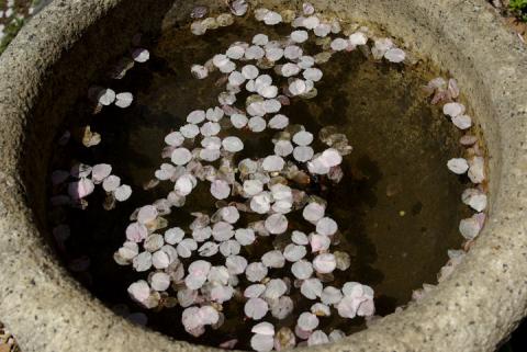 平野神社の桜#7