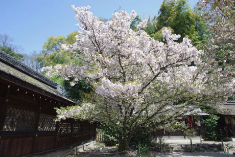 平野神社の桜#9
