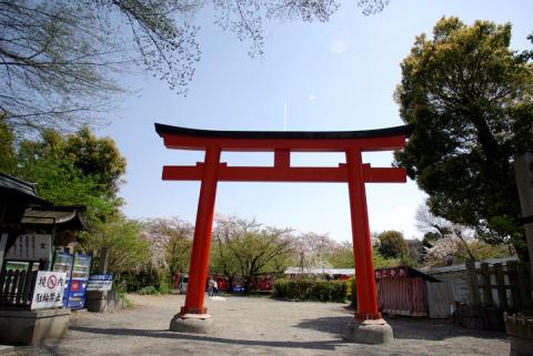 平野神社の桜#1