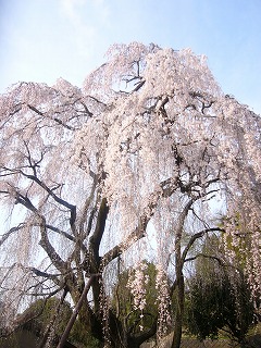 川井家の桜２