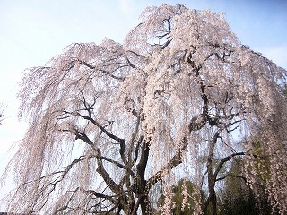 川井家の桜